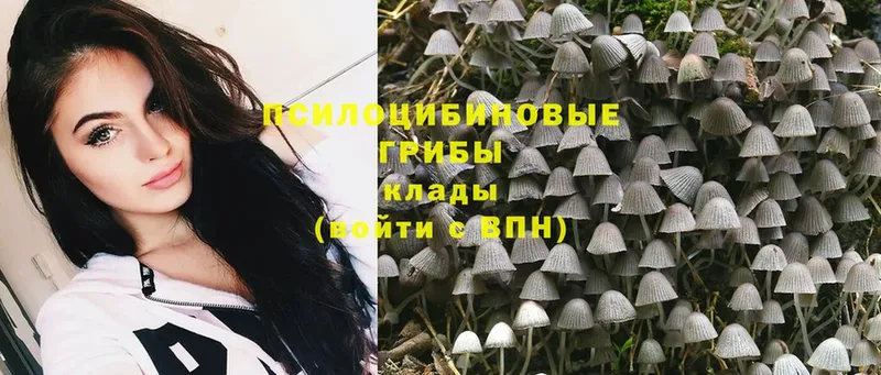 магазин    Орехово-Зуево  Псилоцибиновые грибы Psilocybine cubensis 